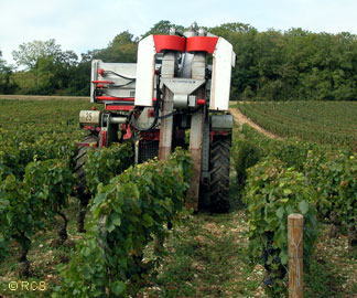 ブドウの収穫 (2) 機械でのブドウ収穫
